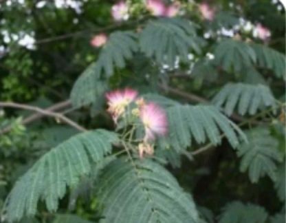 合欢花_合欢花(师徒1V2)灵婳笔趣阁