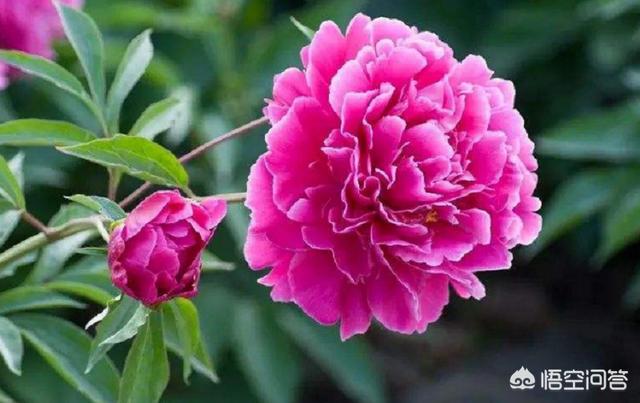 芍药花图片_草原芍药花图片_芍药花图画